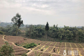 土地承包合同纠纷