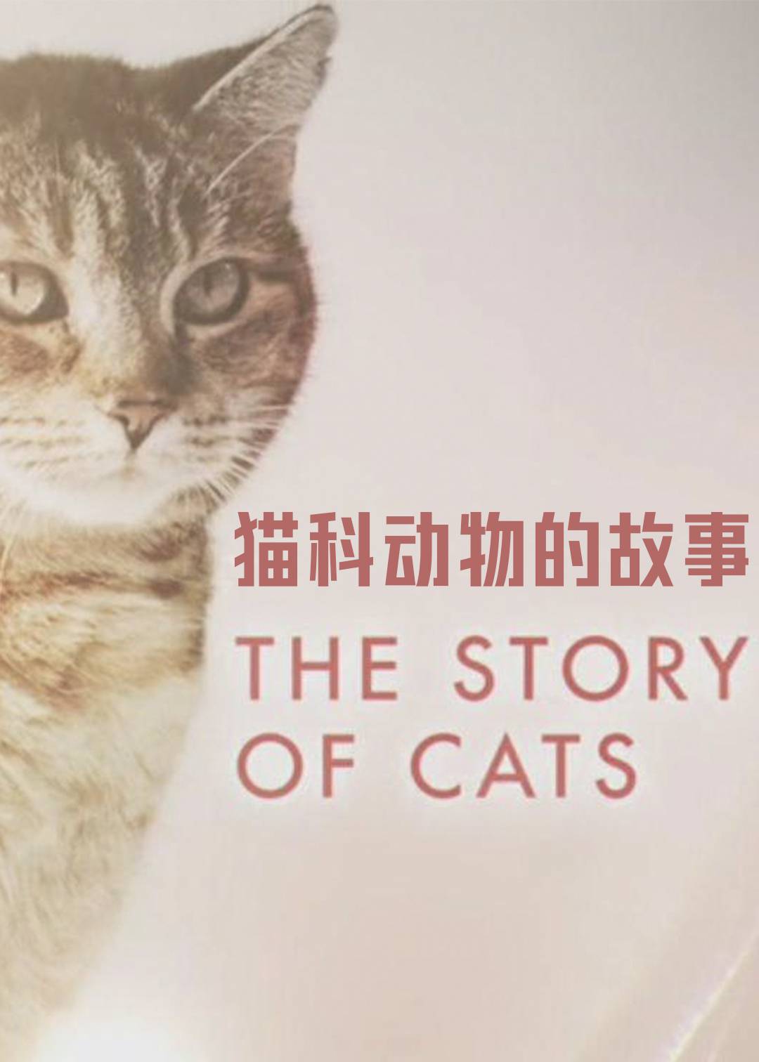 猫科动物的故事}